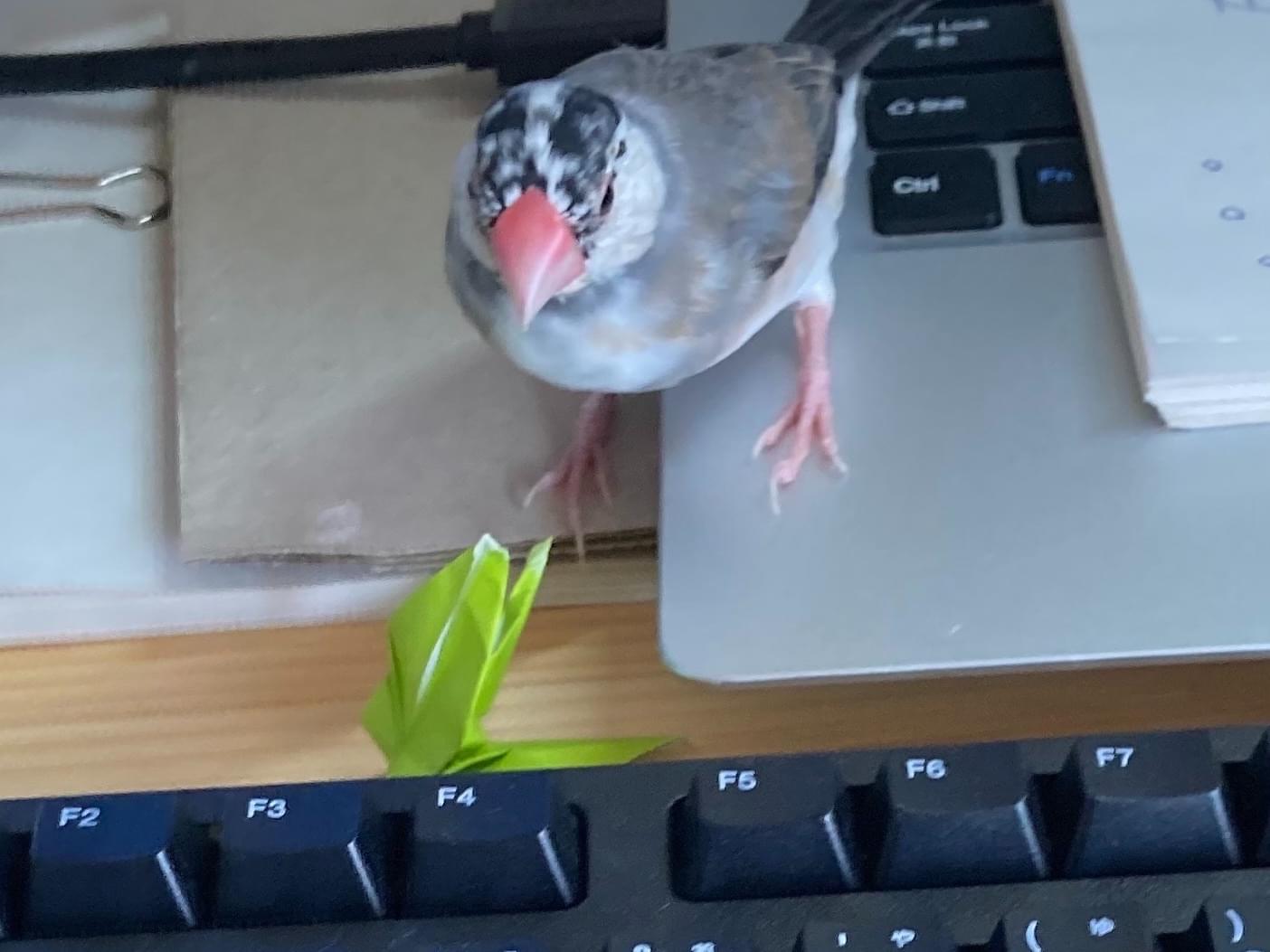 さつきちゃん さつきちゃん