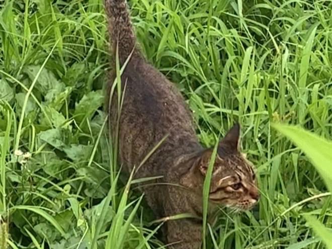 目撃された猫 目撃された猫