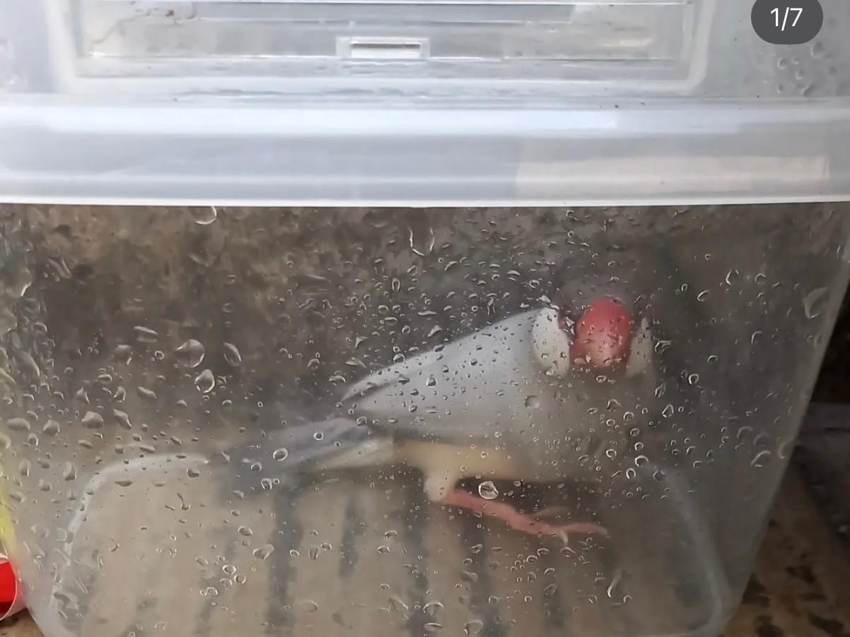 保護された鳥