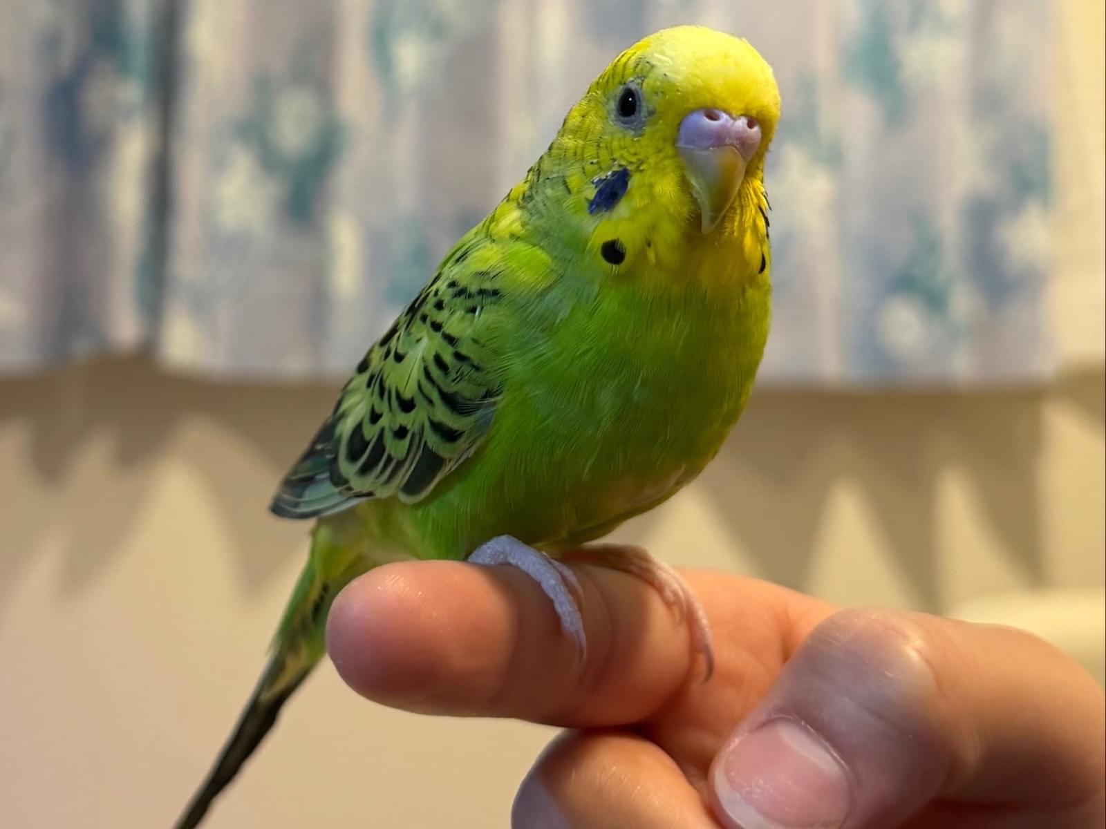 ポップちゃん ポップちゃん