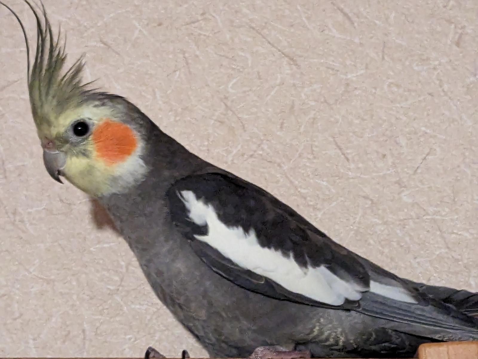 なみちゃん なみちゃん