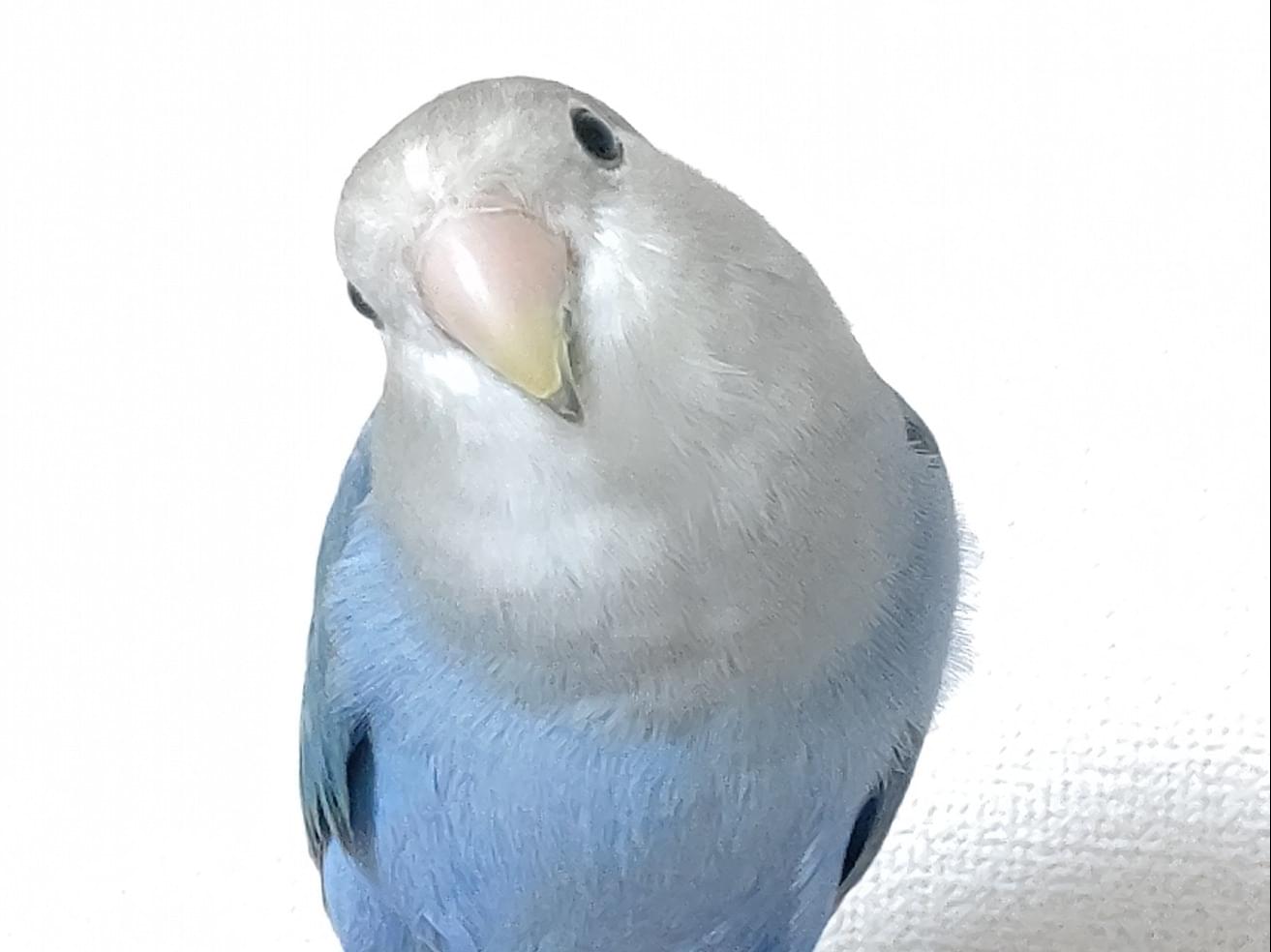 そらちゃん そらちゃん