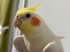 ピーちゃん ピーちゃん