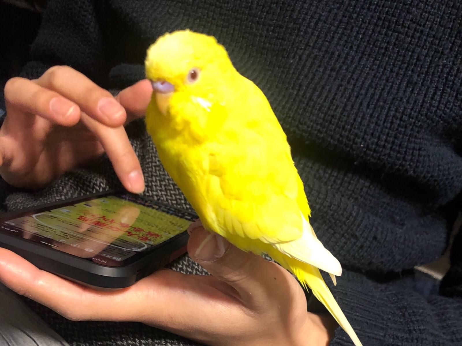 たまごずしちゃん たまごずしちゃん