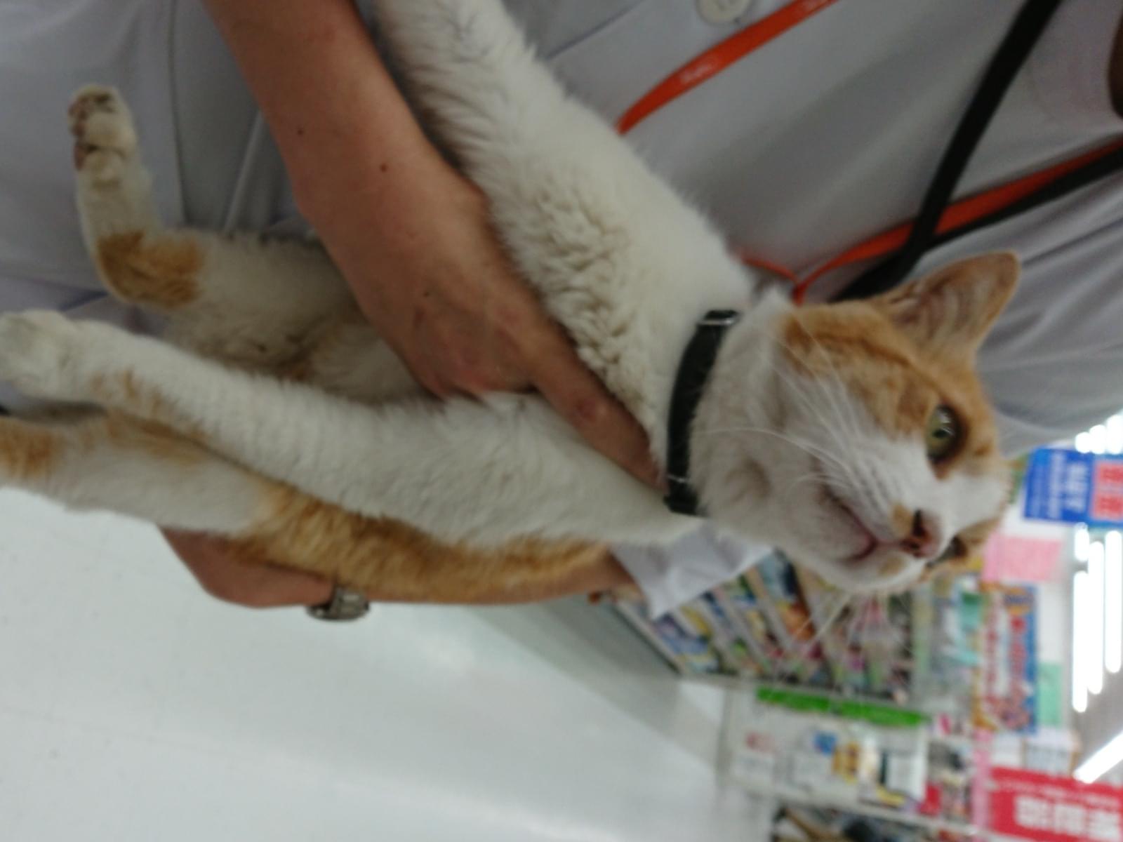 目撃された猫 目撃された猫