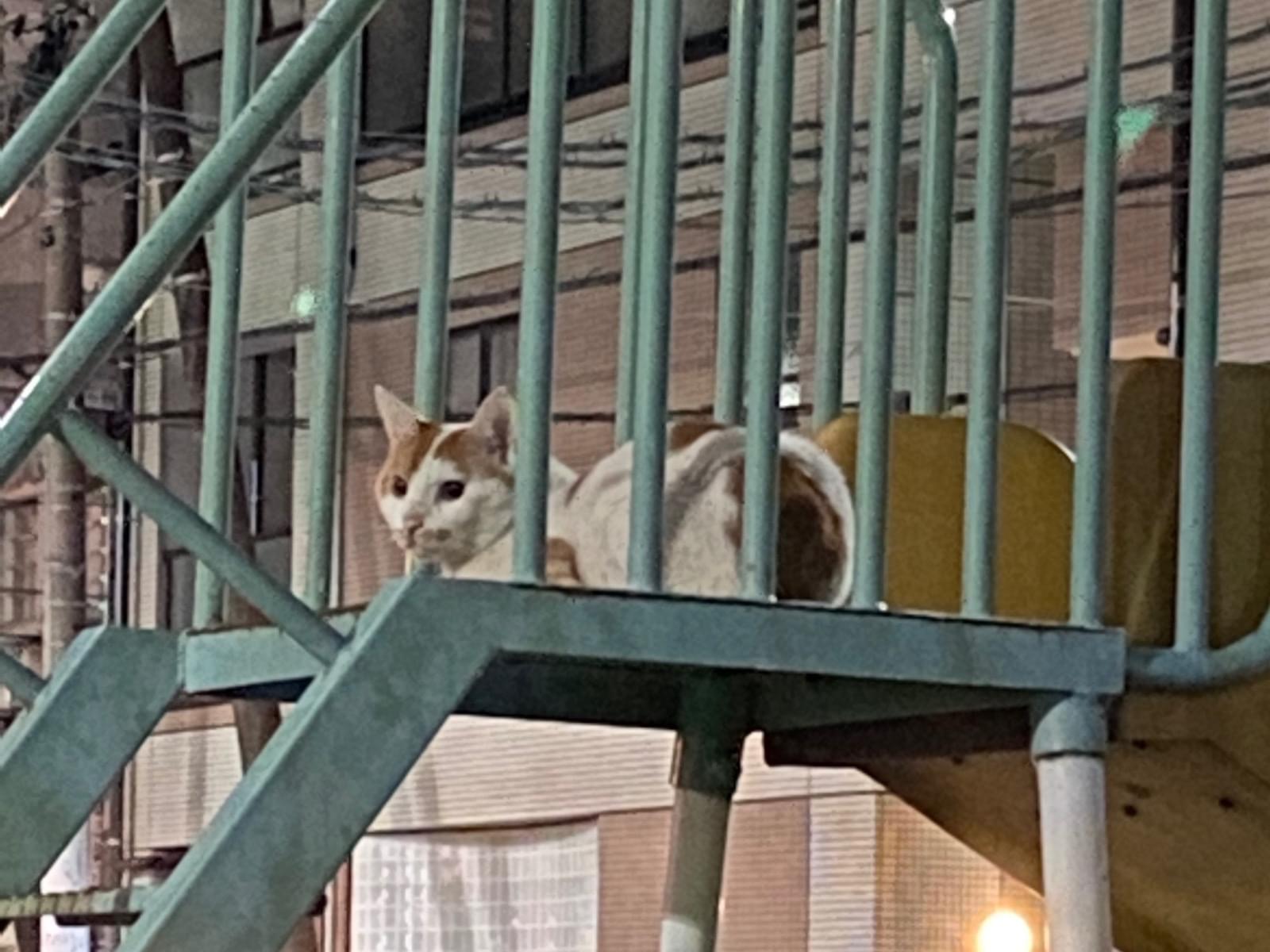 目撃された猫 目撃された猫