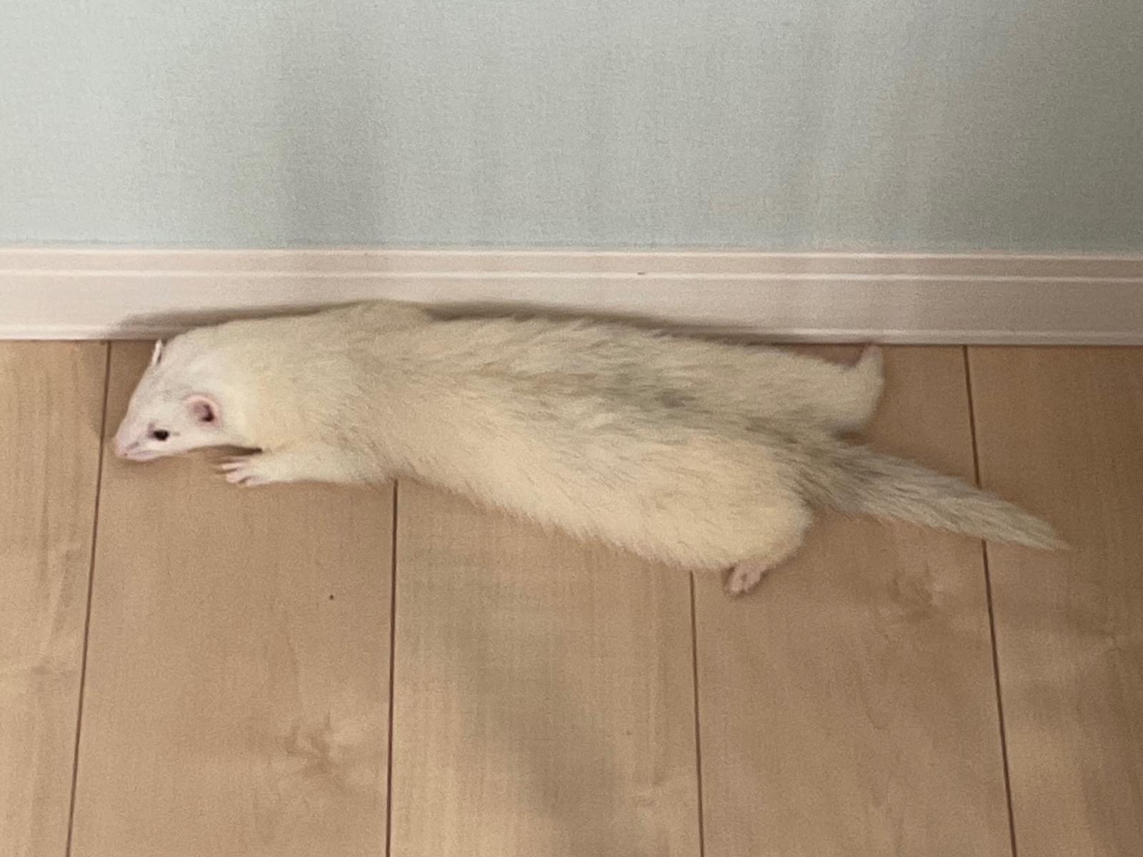 おかゆちゃん おかゆちゃん