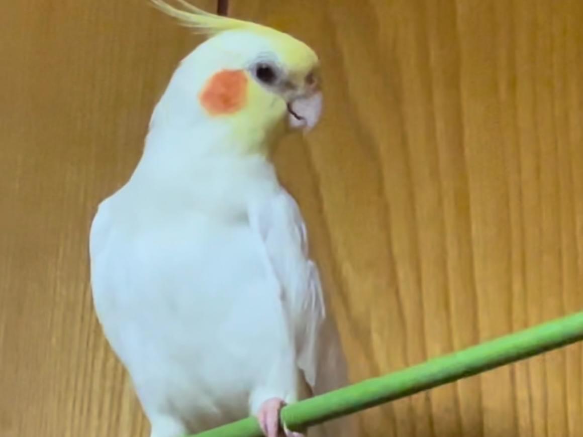 ポチちゃん ポチちゃん