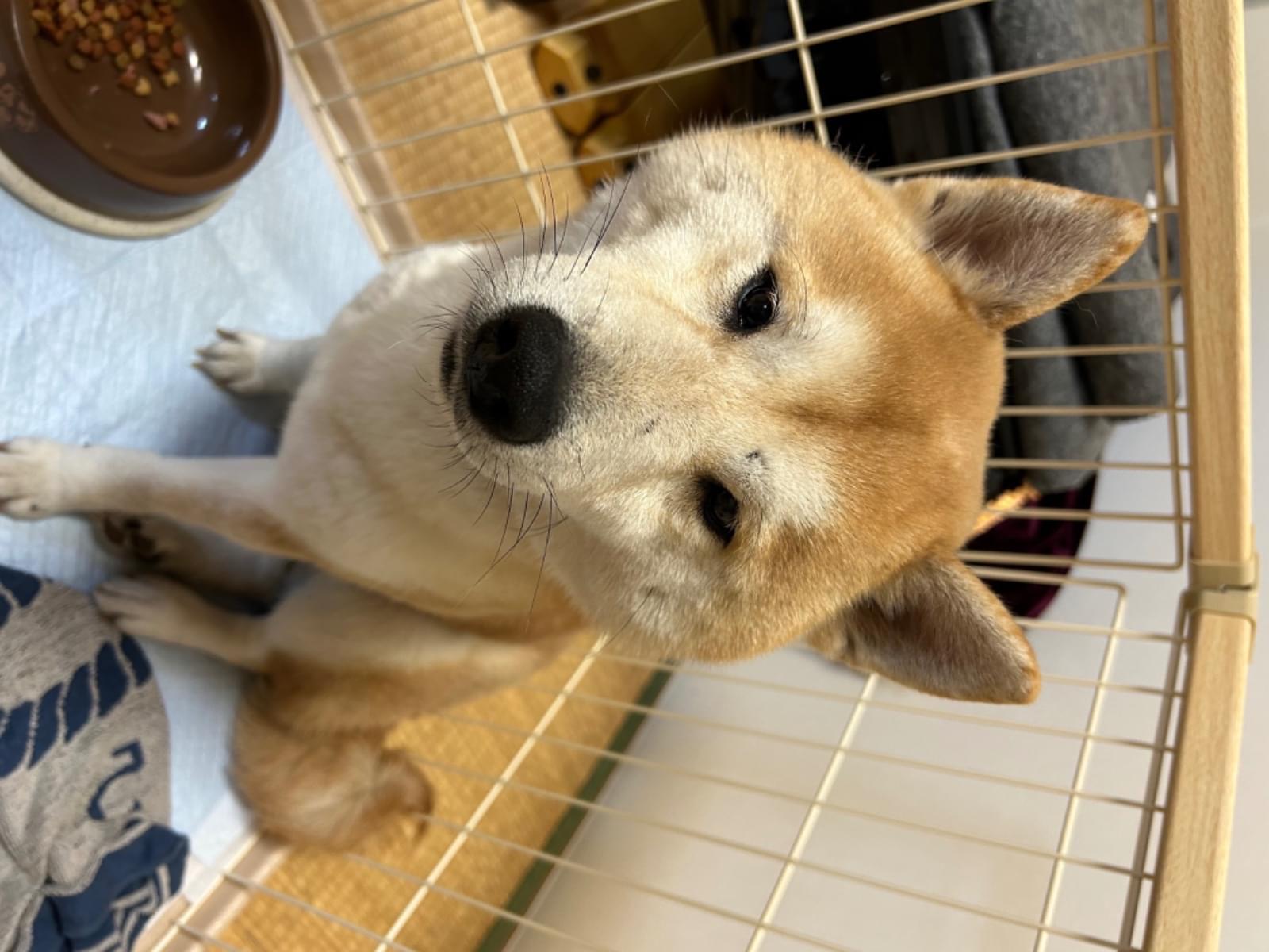 保護された犬 保護された犬