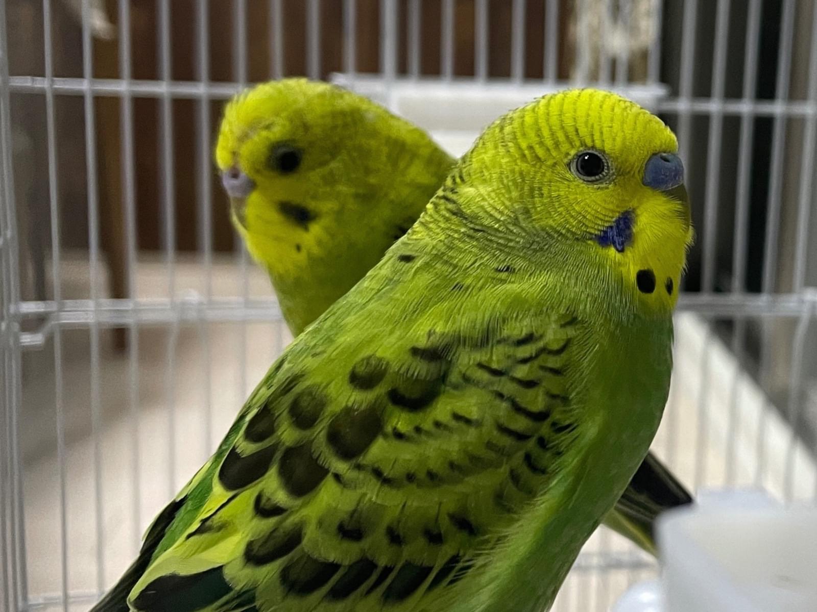 インコちゃん インコちゃん
