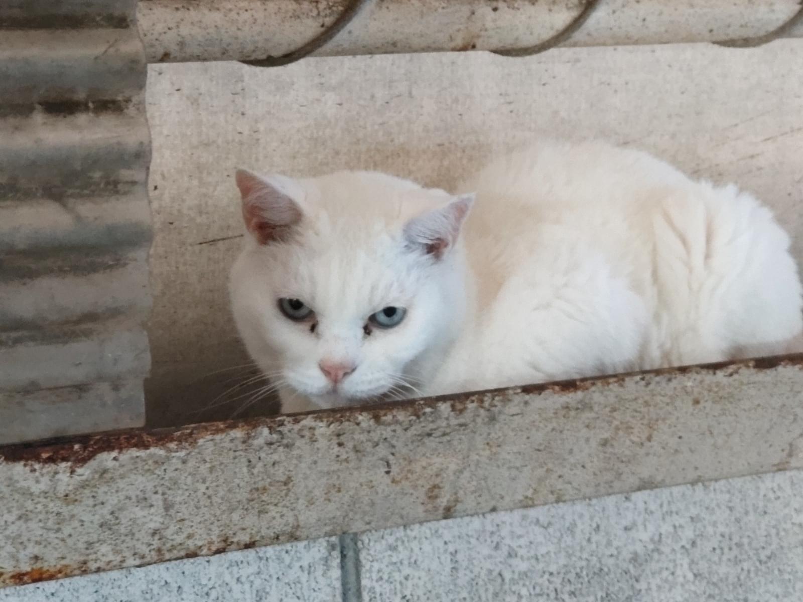 目撃された猫 目撃された猫