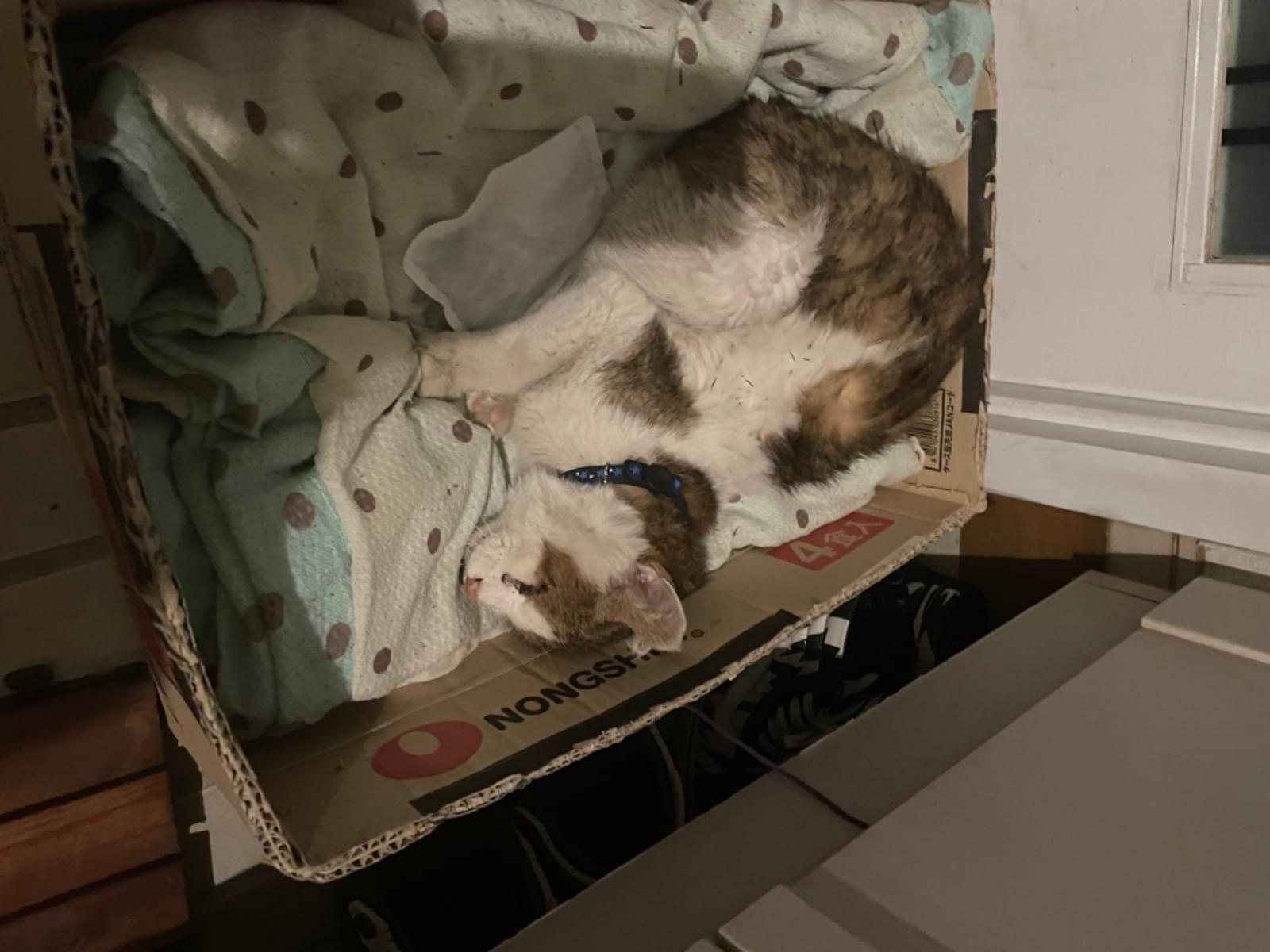 目撃された猫 目撃された猫