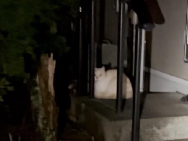 目撃された猫 目撃された猫