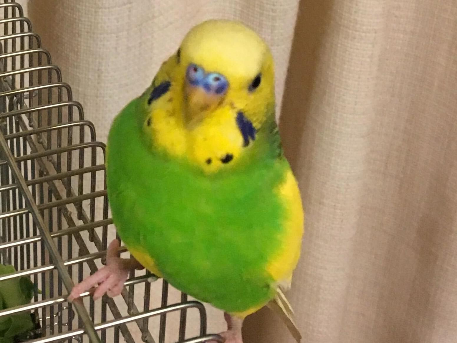 チャップちゃん チャップちゃん