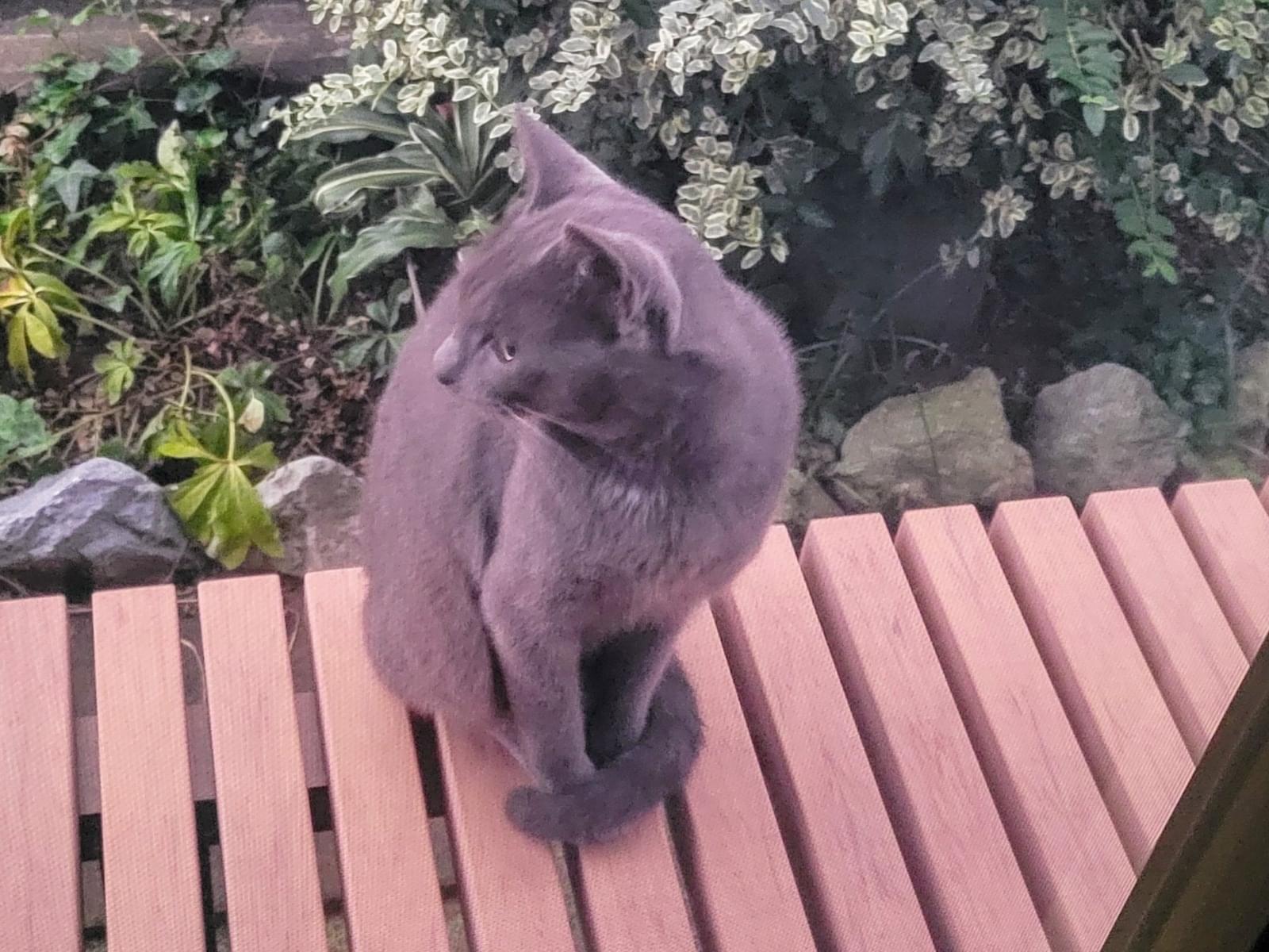目撃された猫 目撃された猫