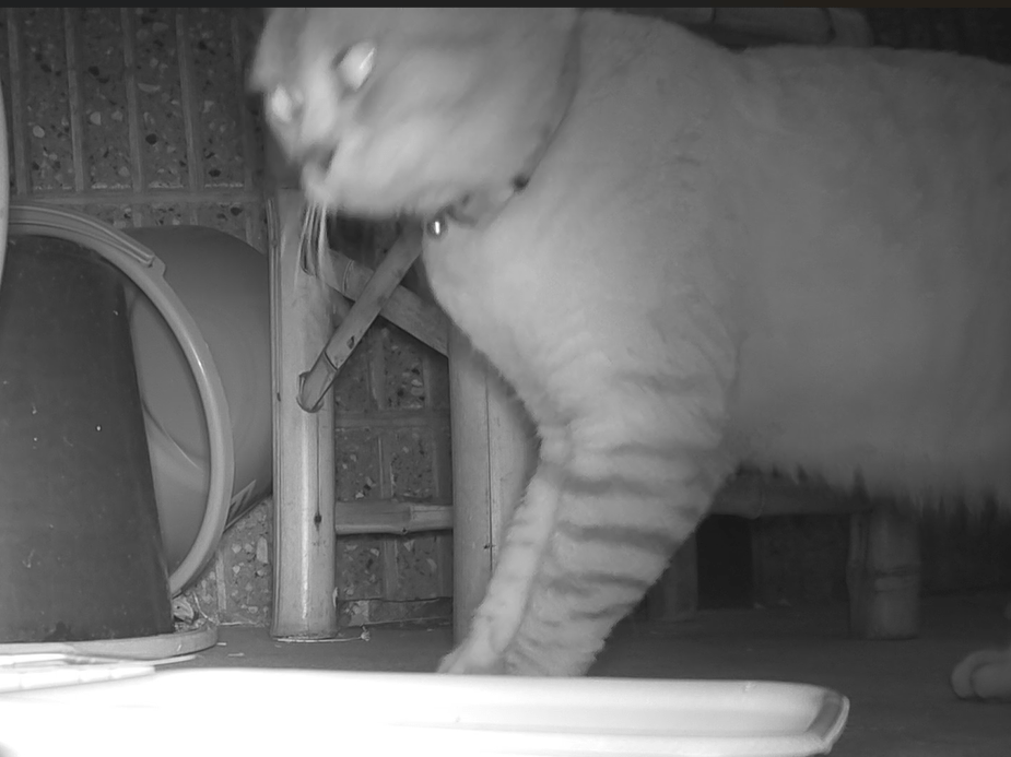 目撃された猫 目撃された猫