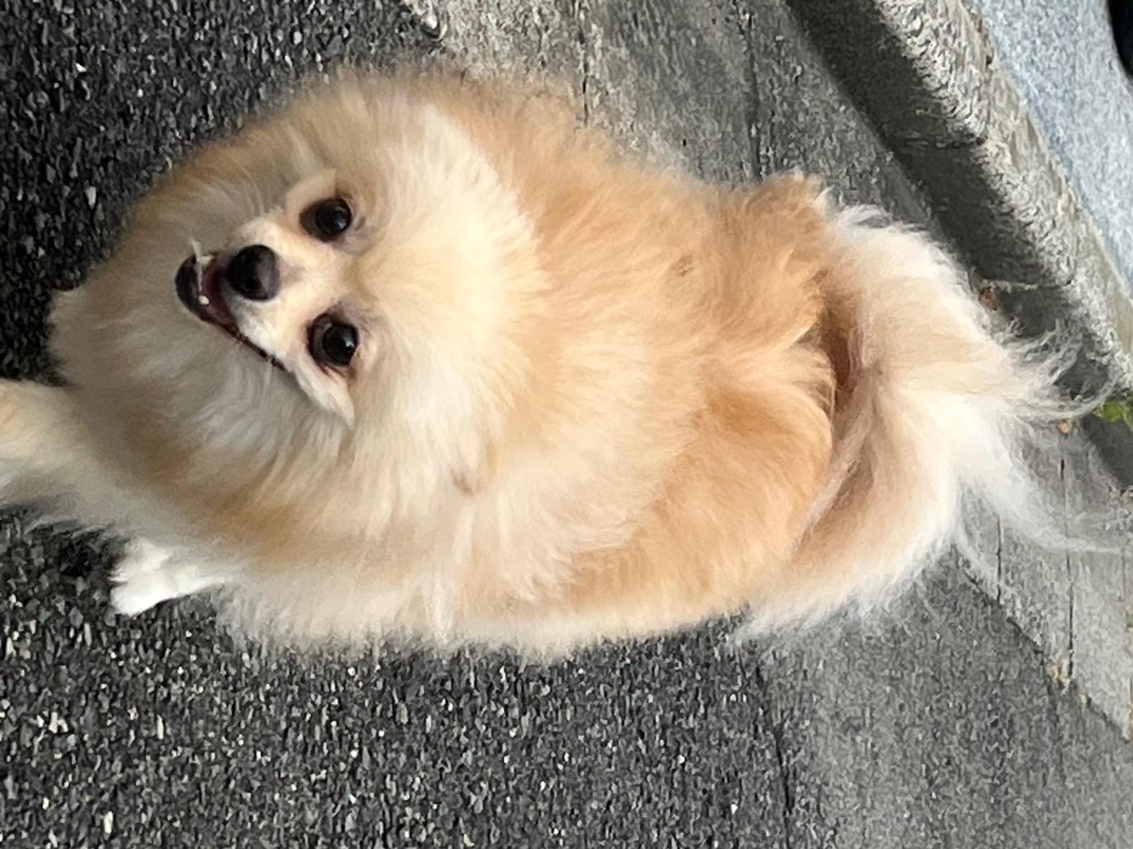 目撃された犬 目撃された犬
