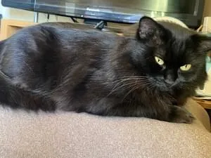 ぽっちゃりの黒猫を探しています