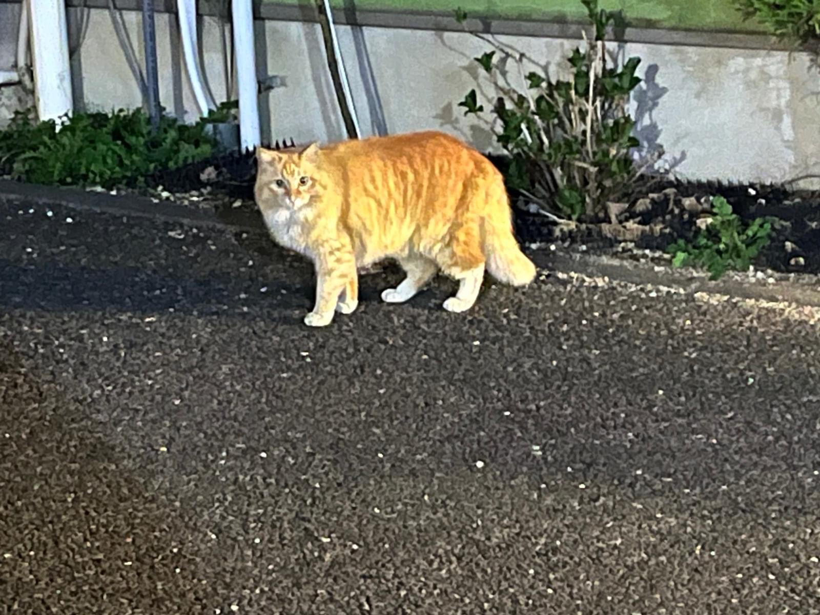 目撃された猫 目撃された猫