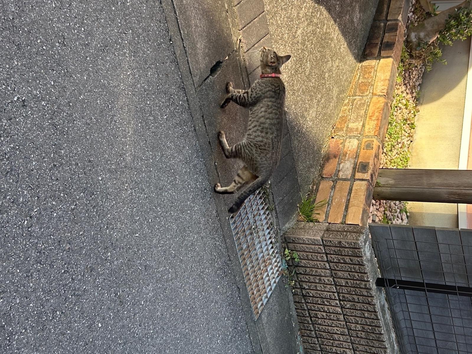 目撃された猫 目撃された猫