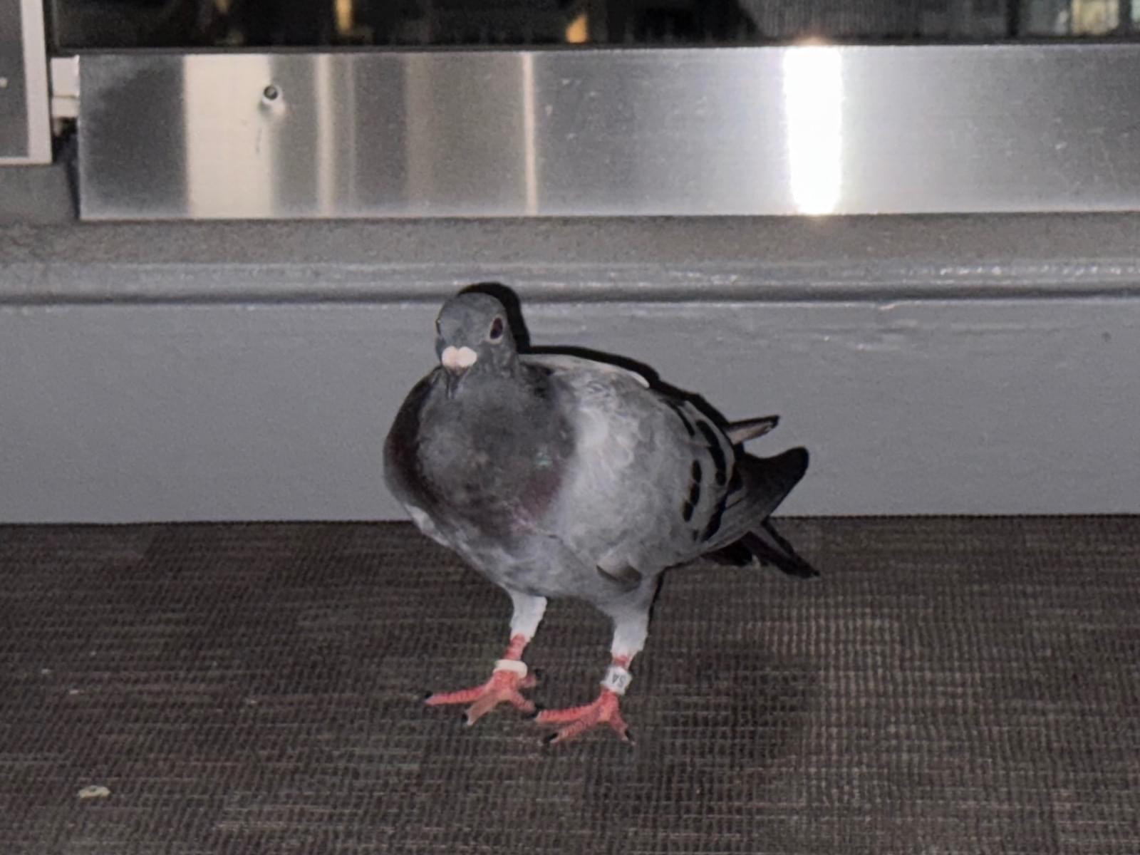 保護された鳥 保護された鳥