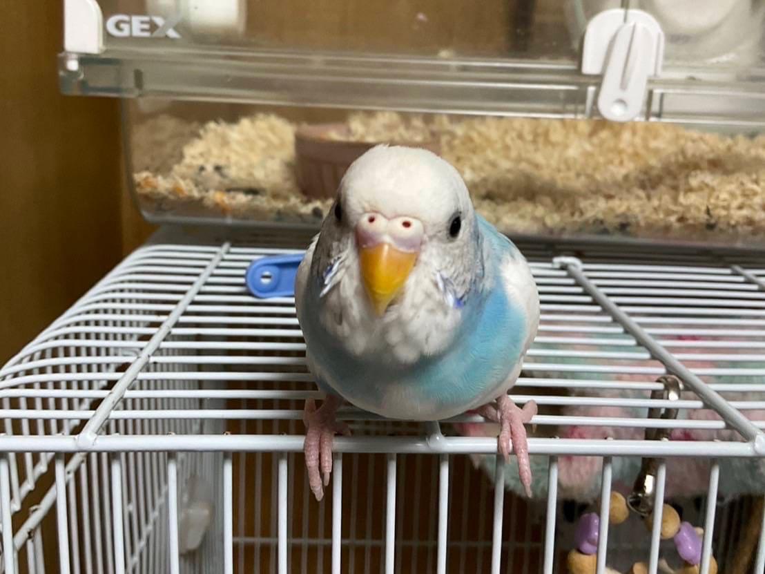 ぴーちゃん ぴーちゃん
