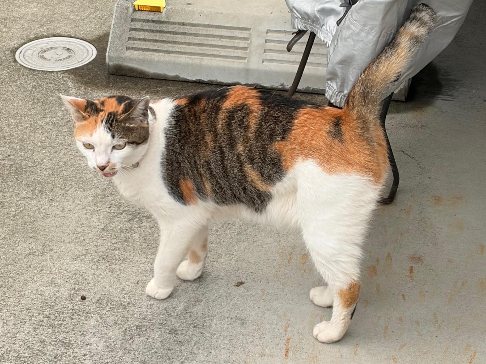 目撃された猫 目撃された猫