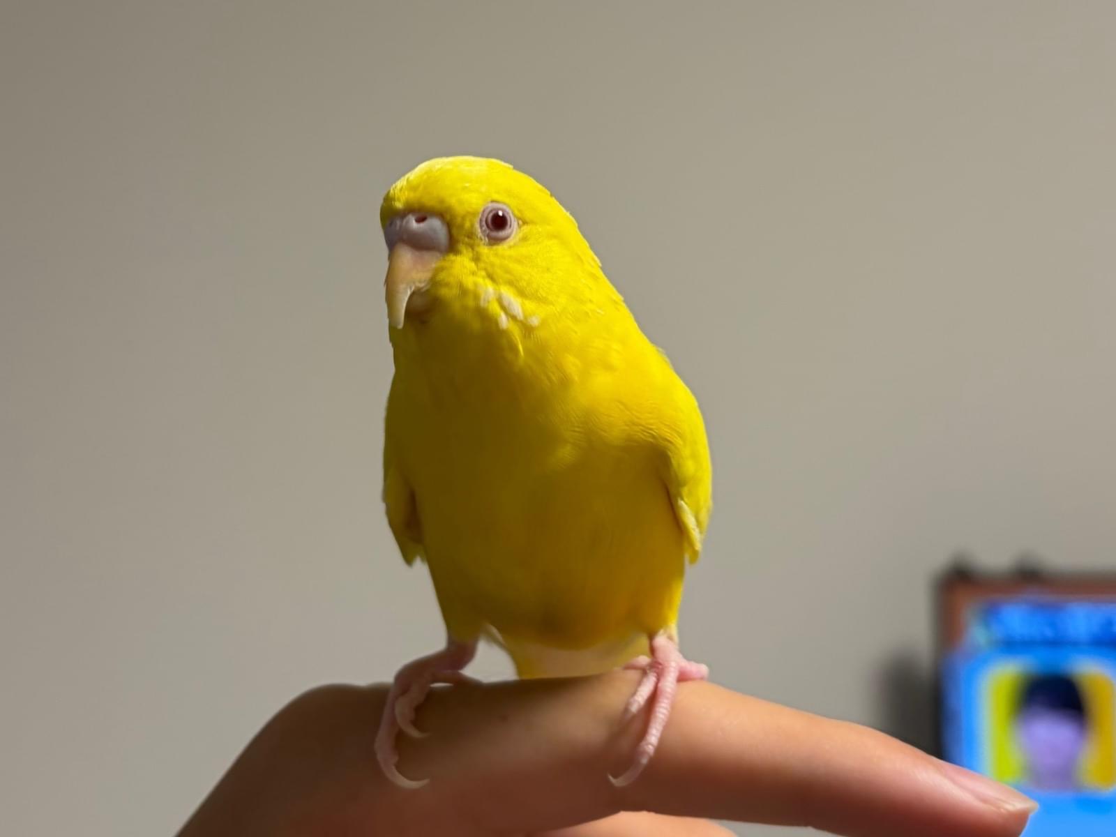 保護された鳥 保護された鳥