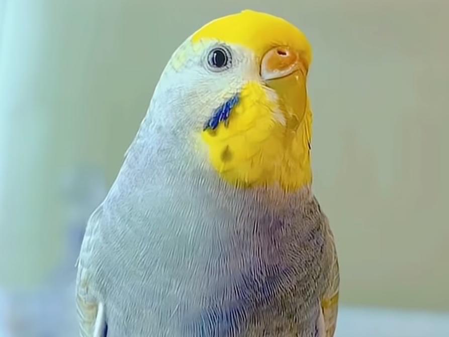 とりちゃん