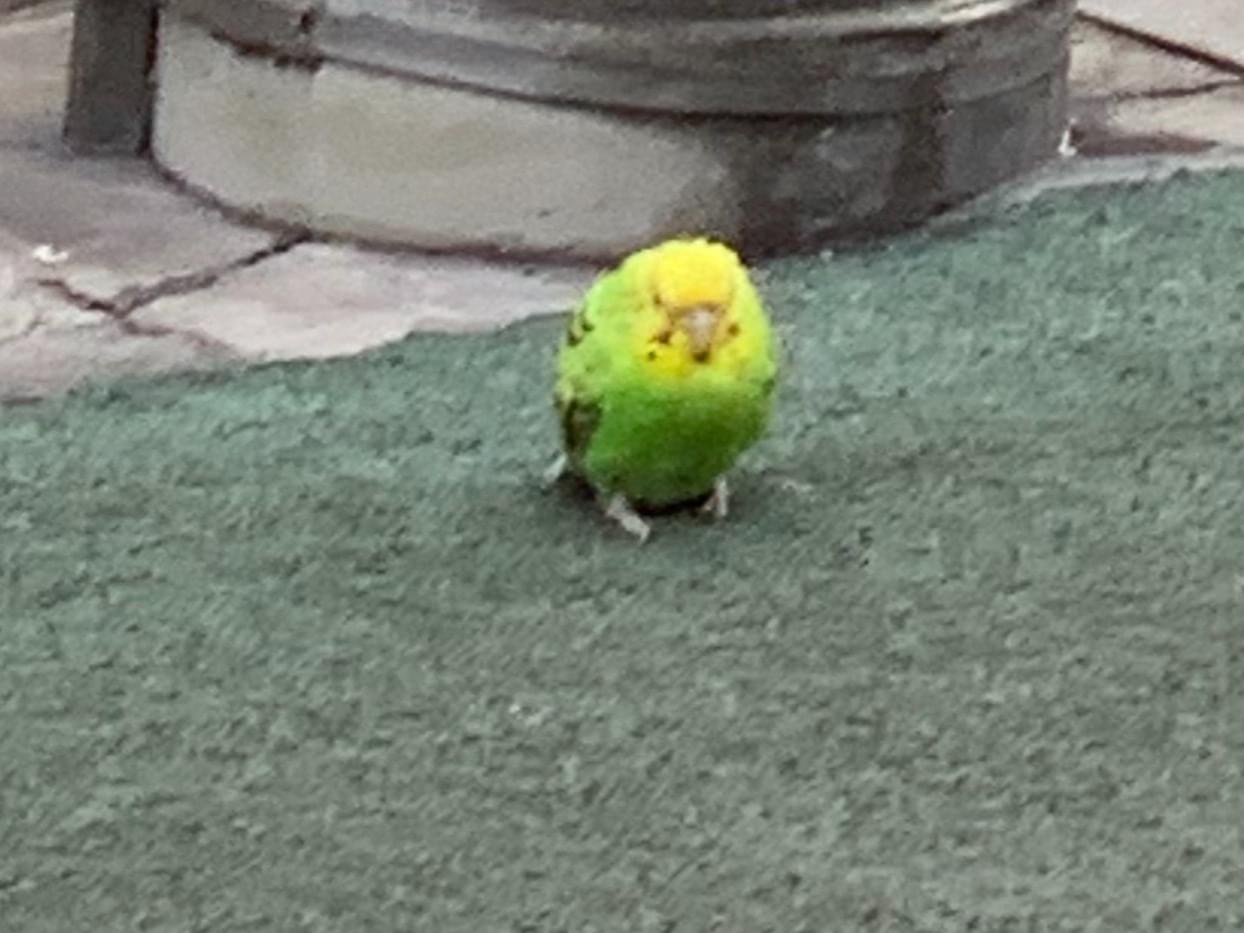 目撃された鳥 目撃された鳥