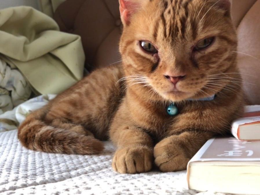保護された猫 保護された猫