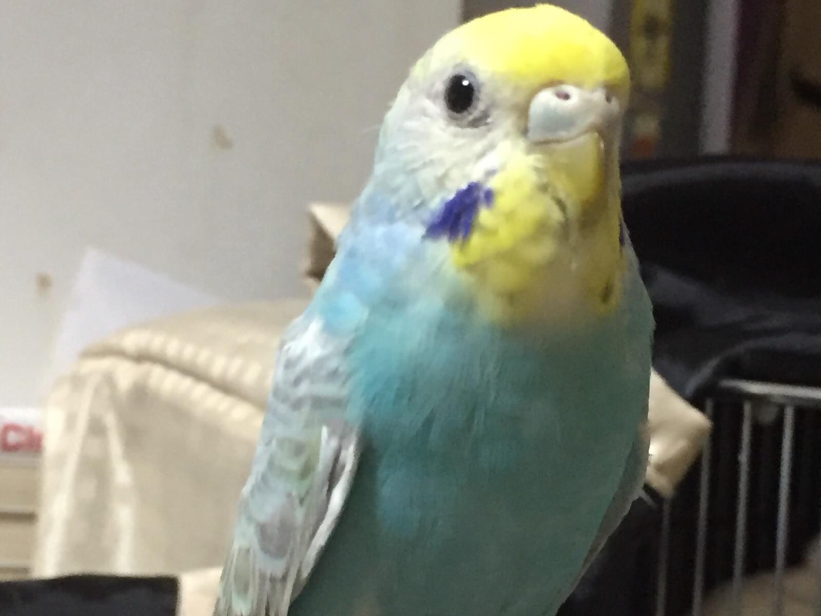 ぴーちゃん ぴーちゃん