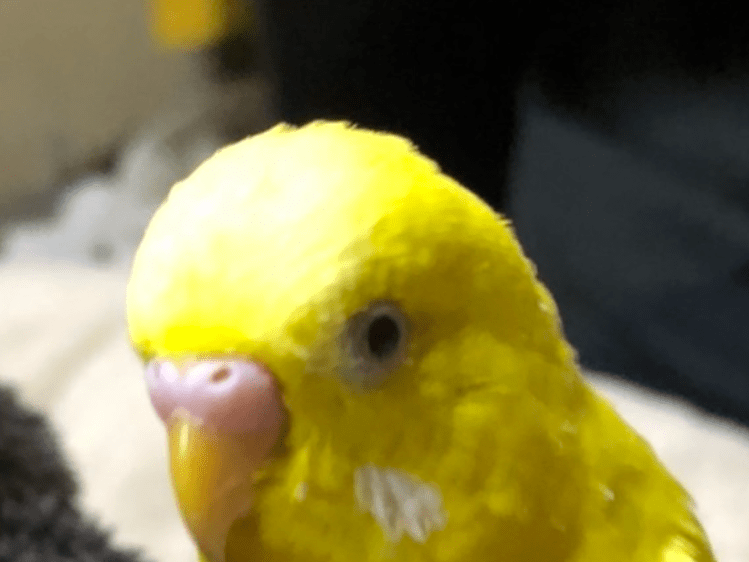 ちょこぼちゃん ちょこぼちゃん