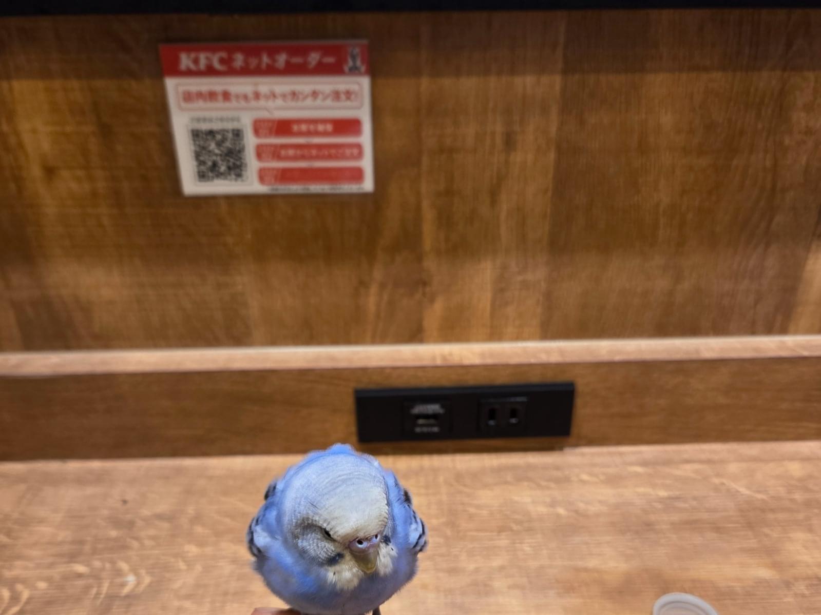 目撃された鳥 目撃された鳥