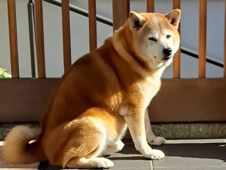 ソラちゃん ソラちゃん