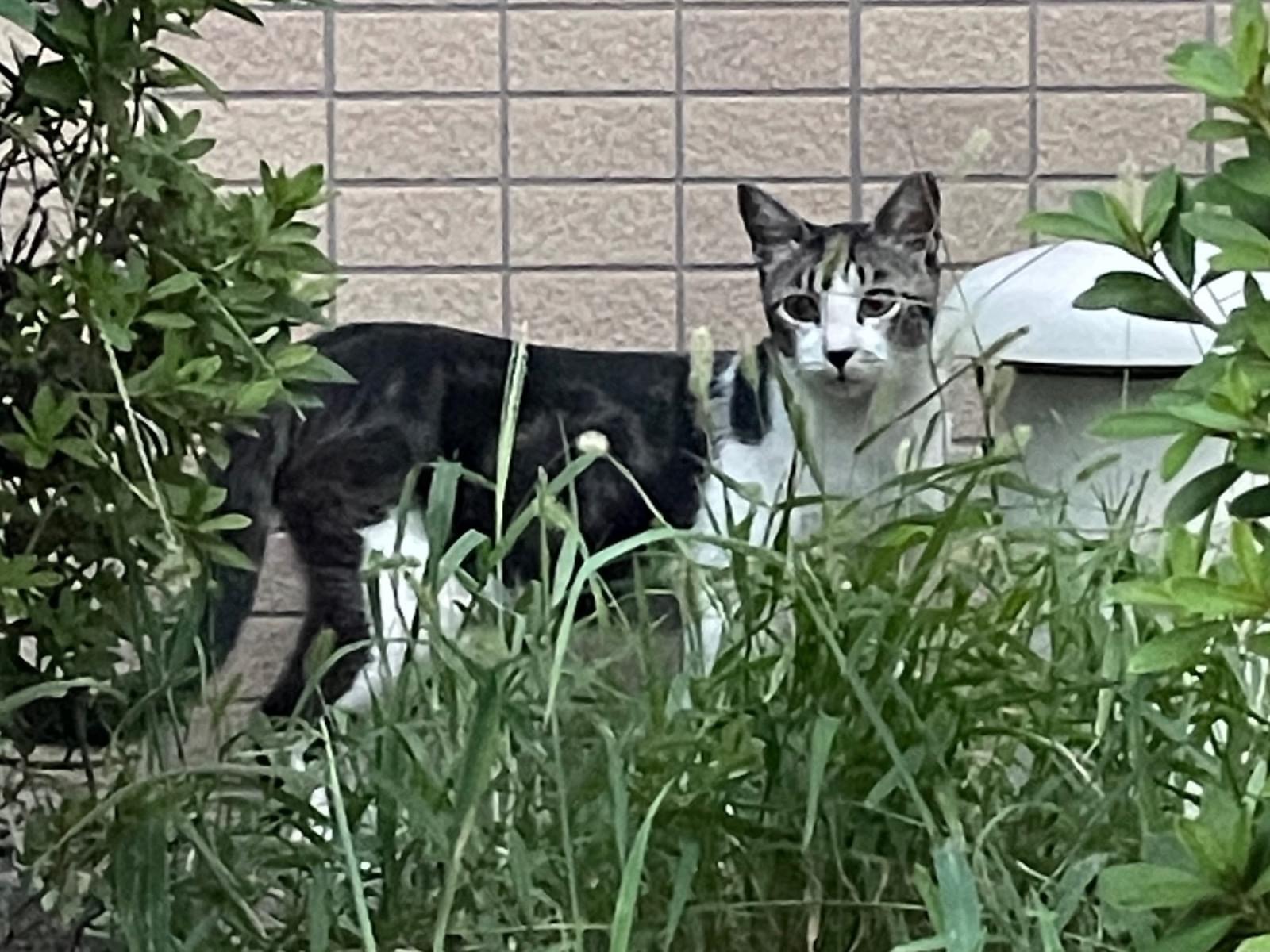 目撃された猫