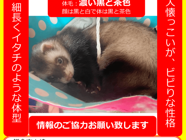 ココ