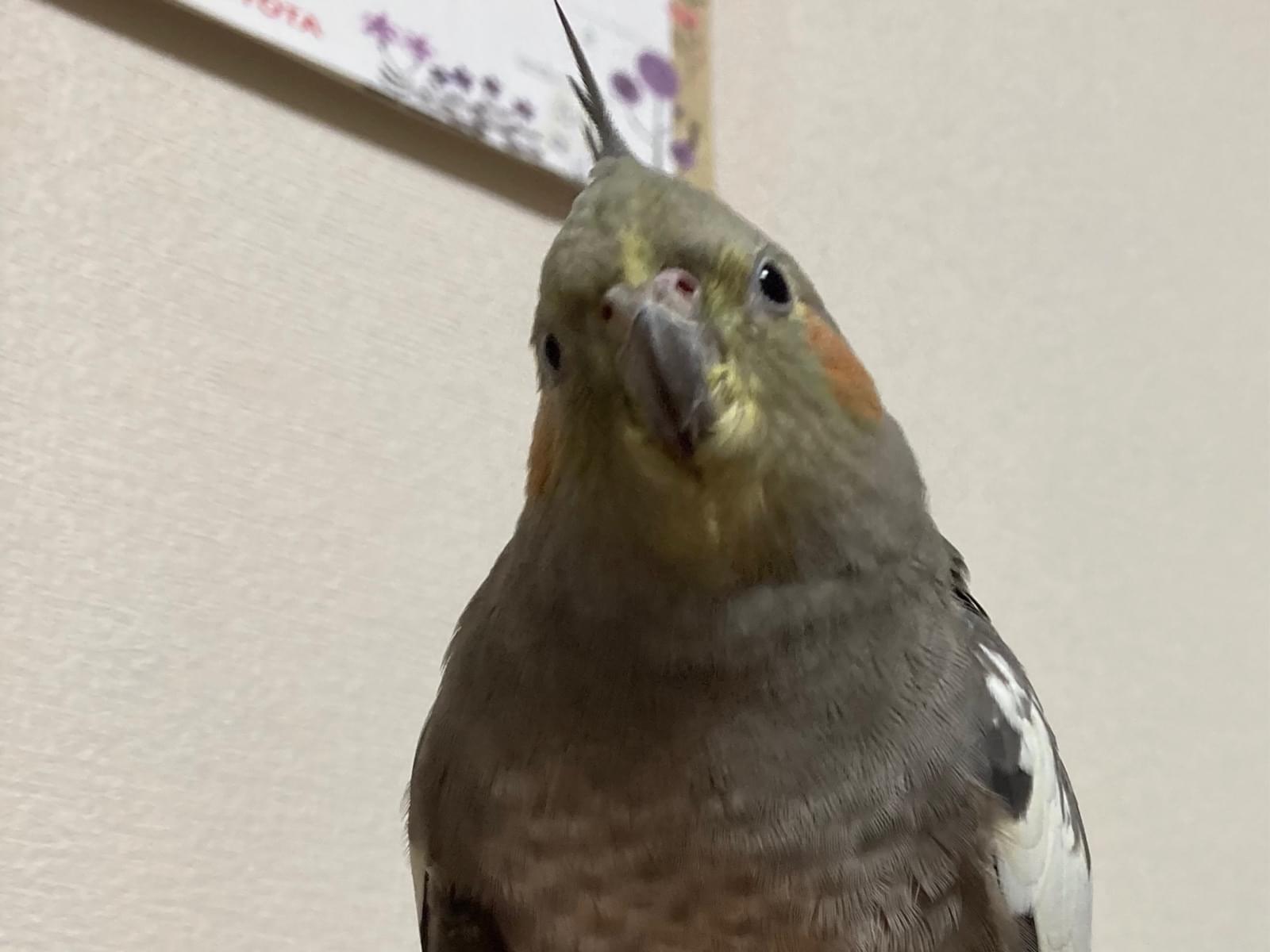 ココアちゃん ココアちゃん