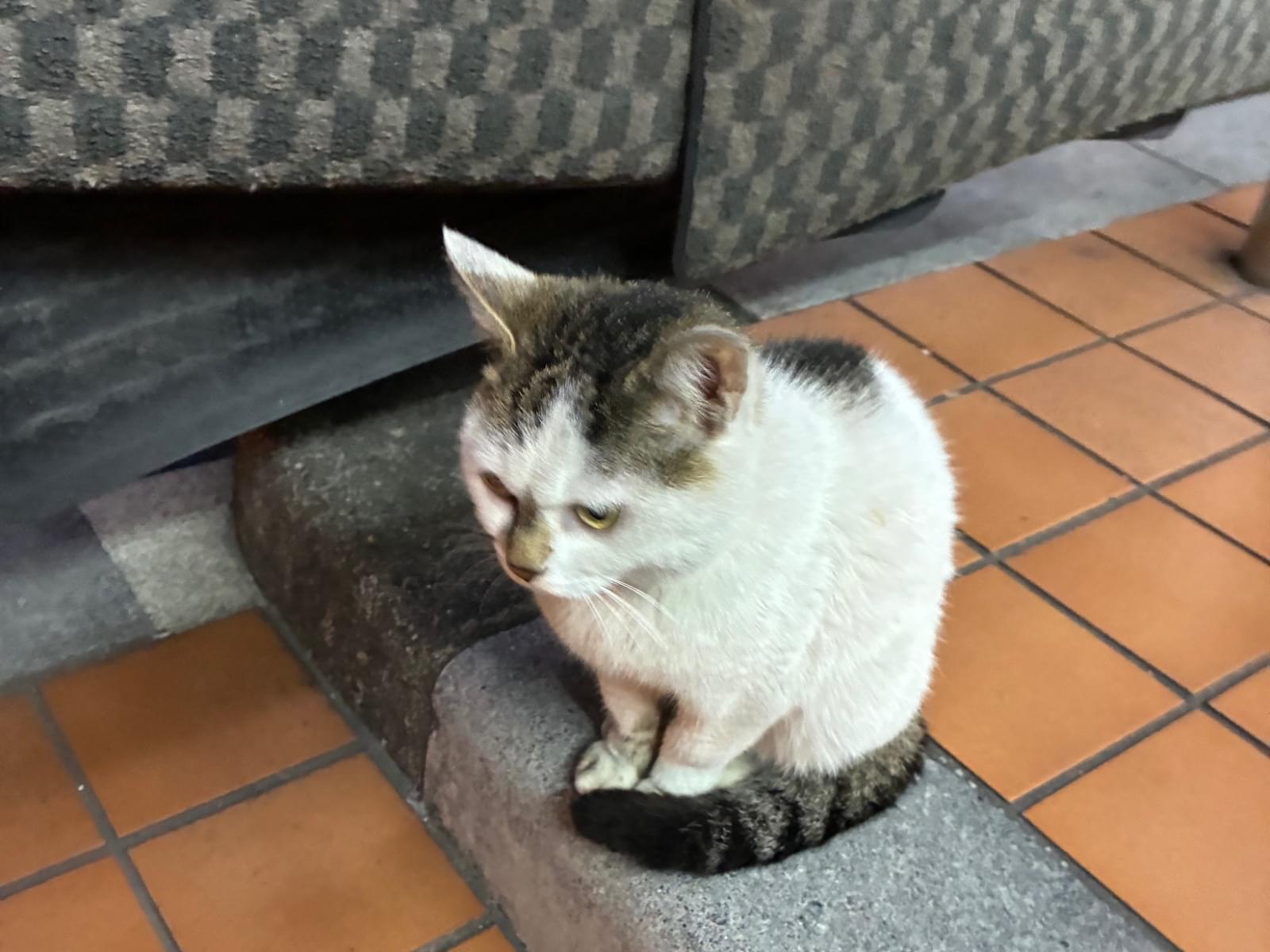 目撃された猫