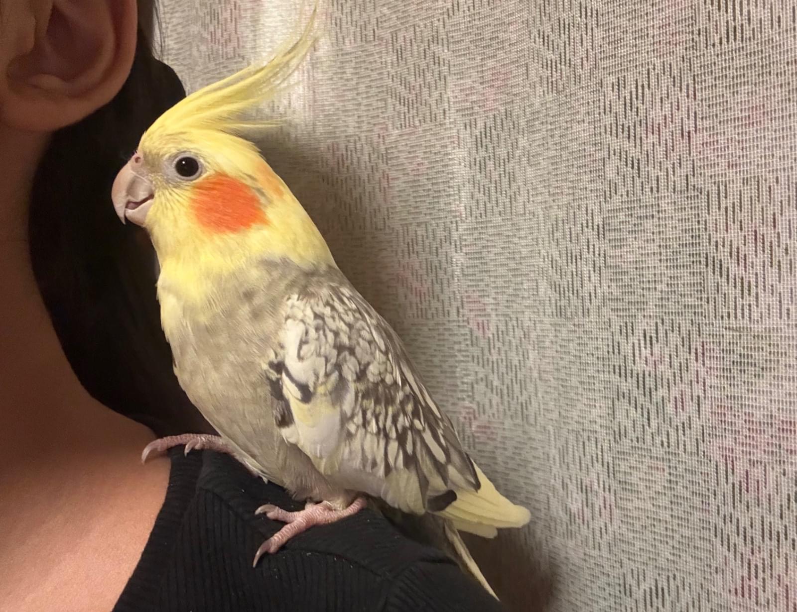 八重瀬町 迷子のオカメインコを保護しています。