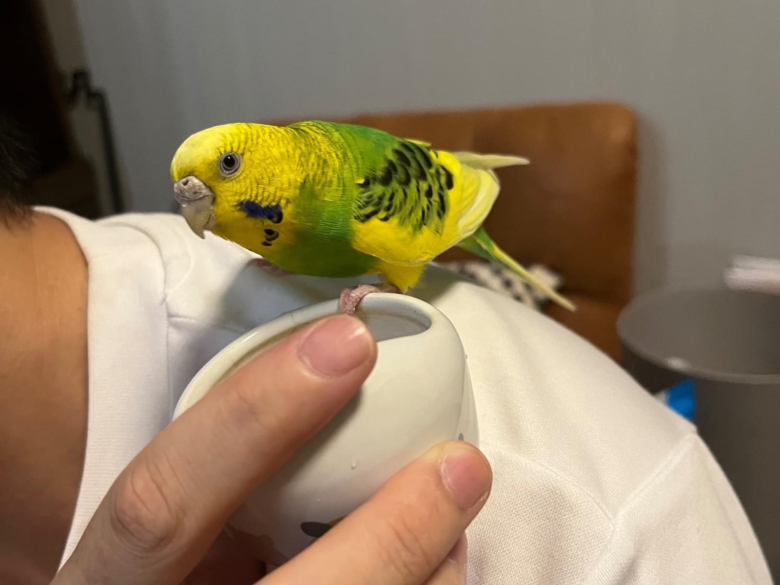 保護された鳥