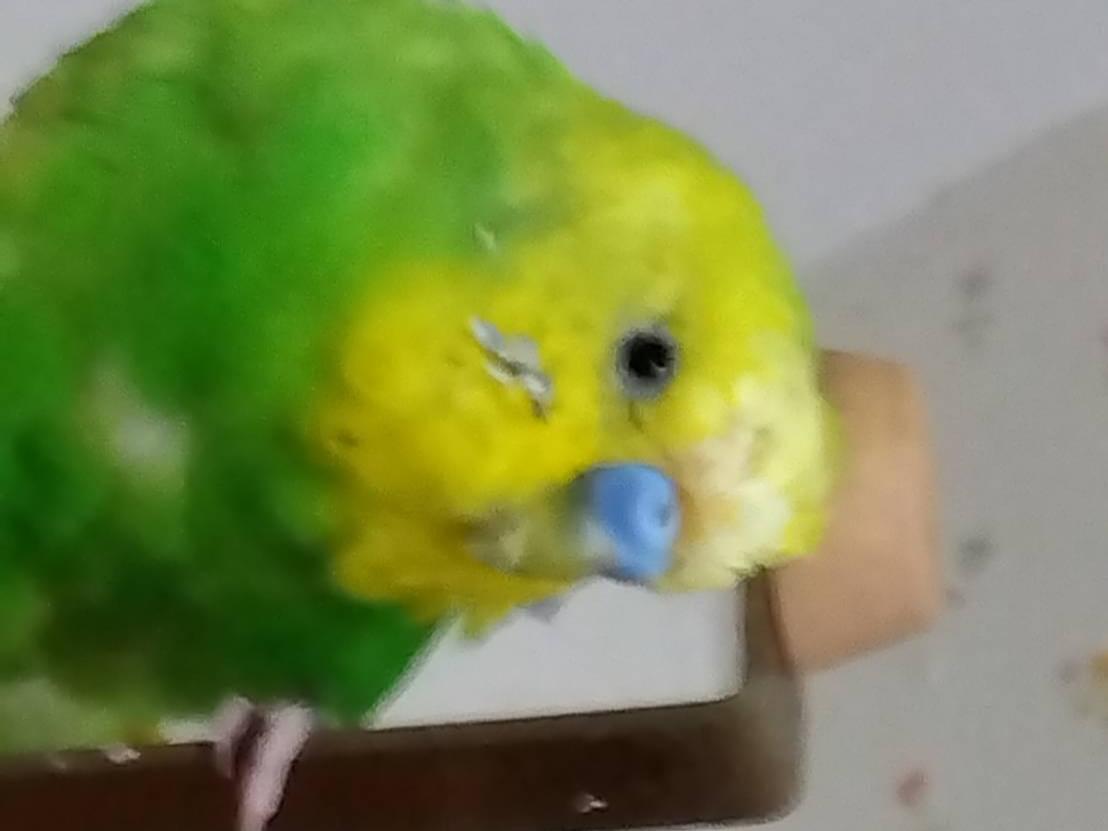 ライムちゃん ライムちゃん