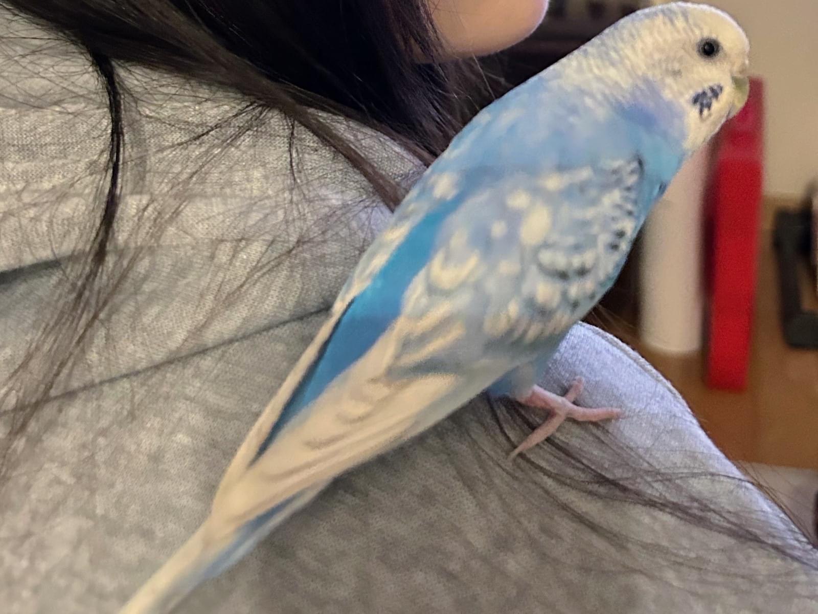 つばさちゃん つばさちゃん