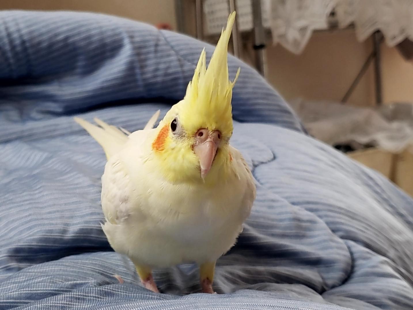 ピーちゃん ピーちゃん