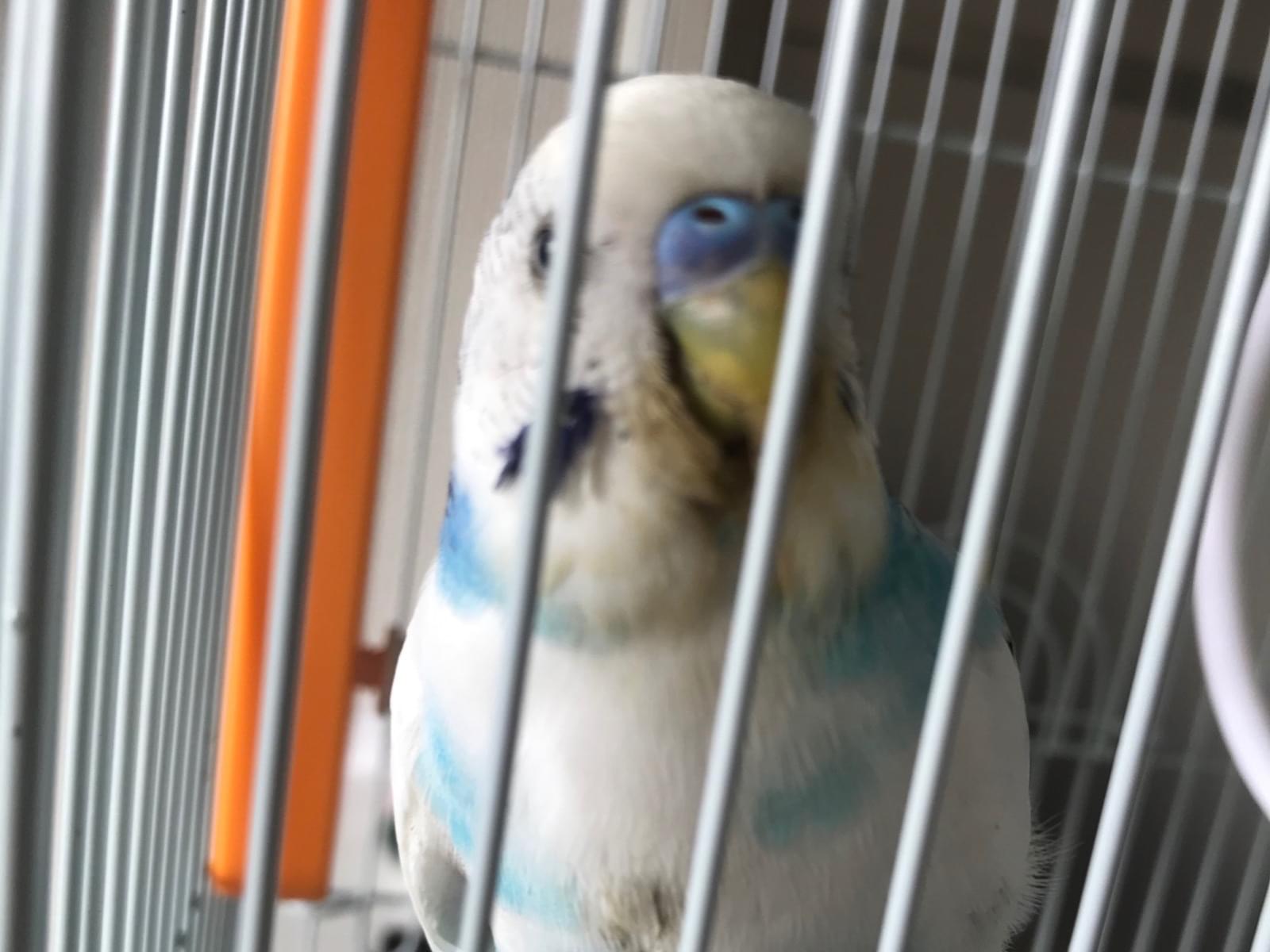保護された鳥 保護された鳥