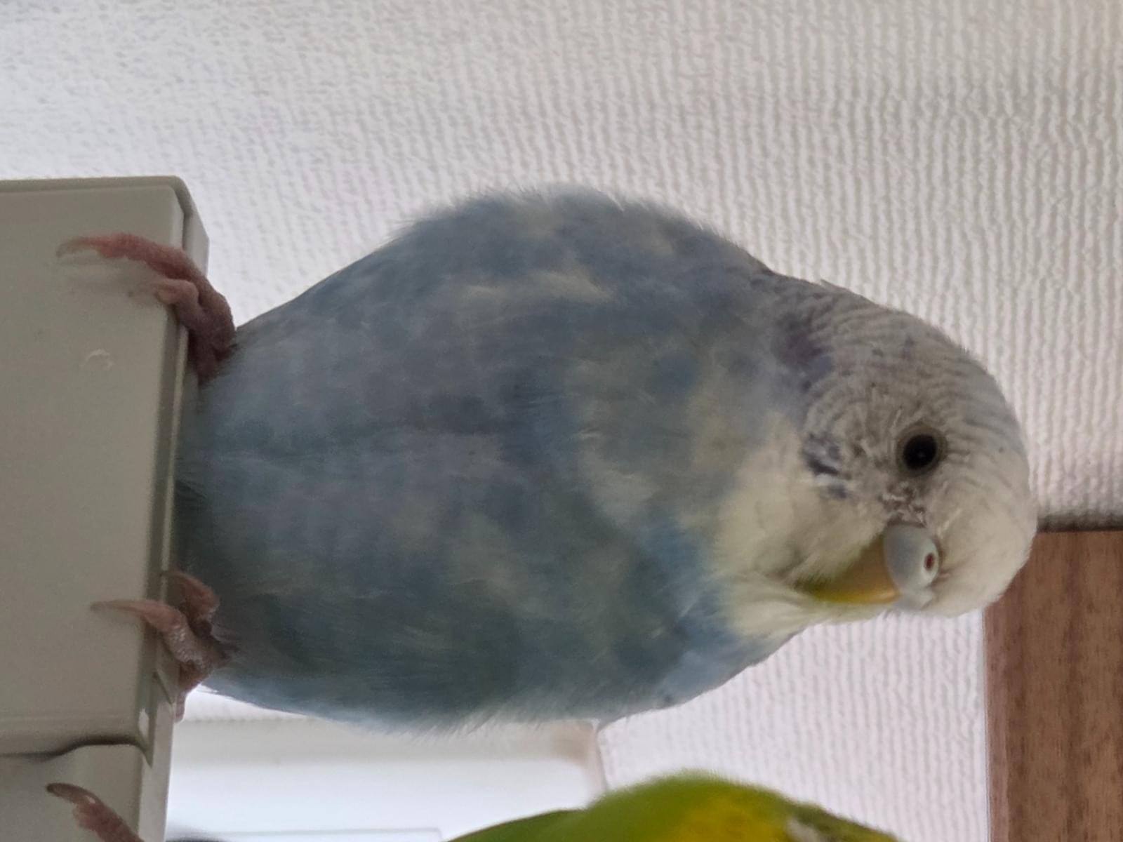 ミミちゃん ミミちゃん