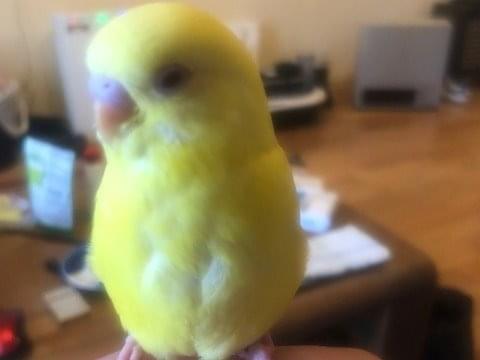 ぴーこちゃん ぴーこちゃん