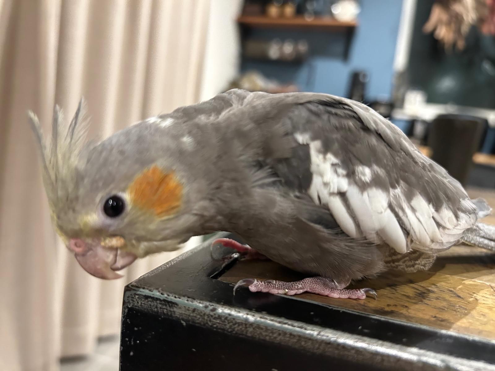 なぎちゃん なぎちゃん