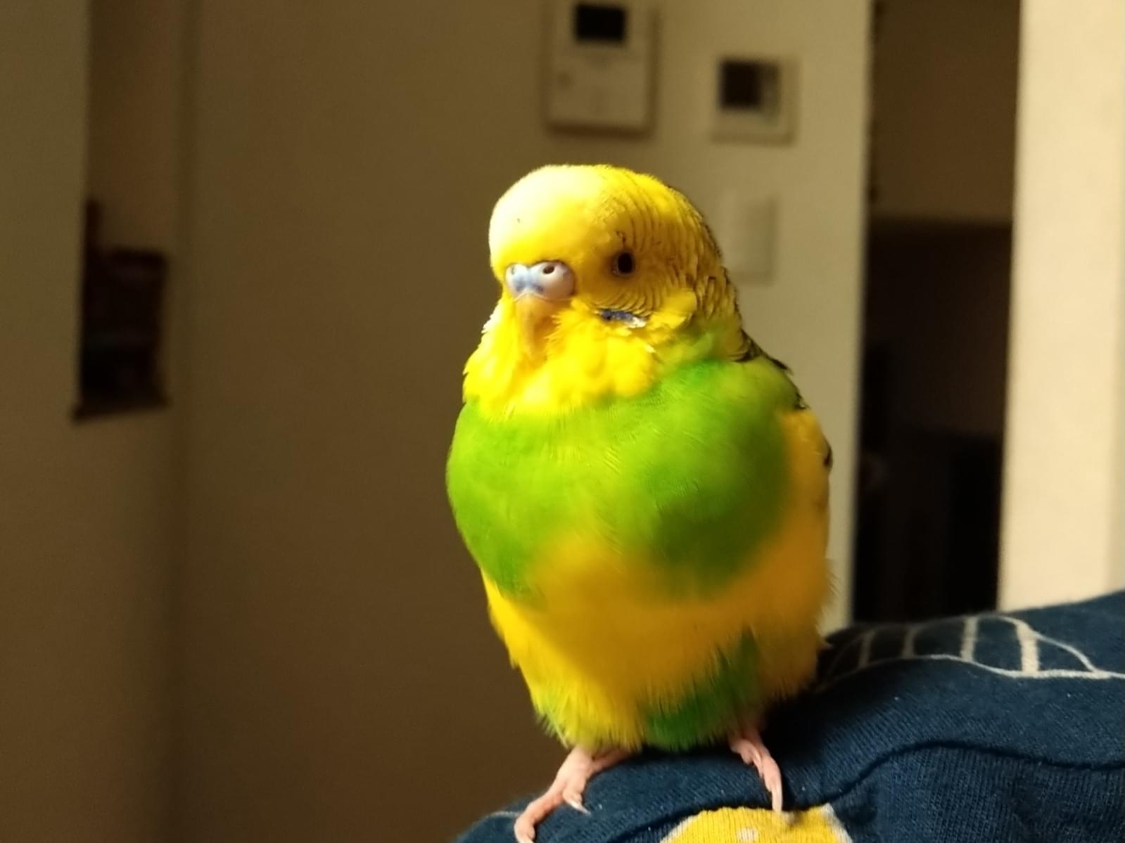 保護された鳥 保護された鳥