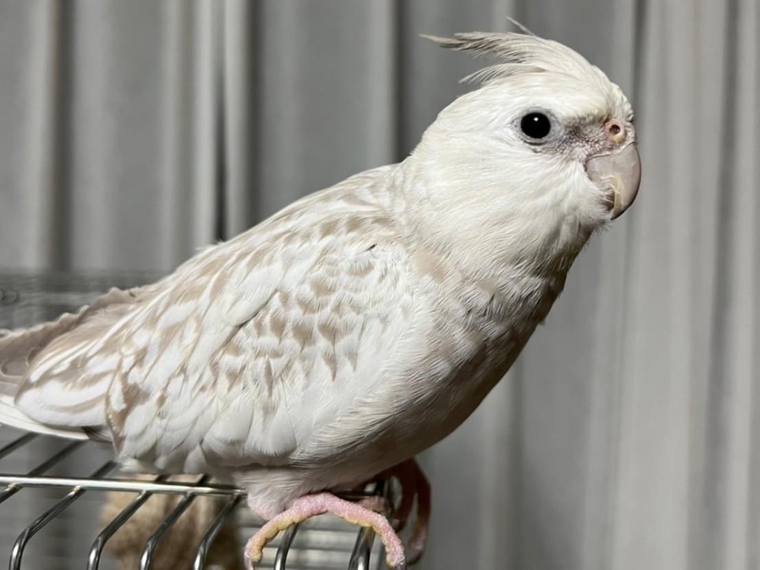 ハクちゃん ハクちゃん